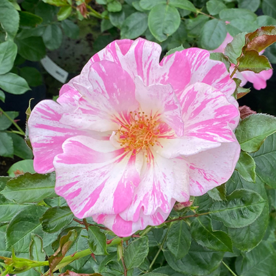 Harkness Roses - Oliver's Rose