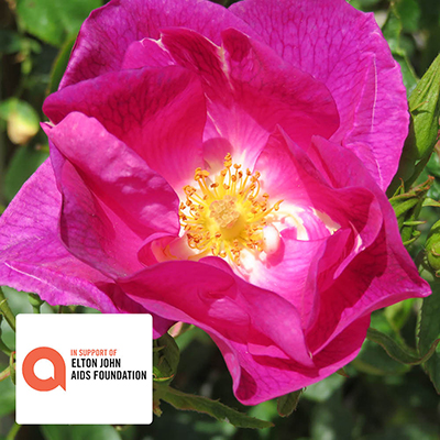 Harkness Peachtree Rose