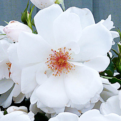 Harkness Rose 'Starlight Symphony' �