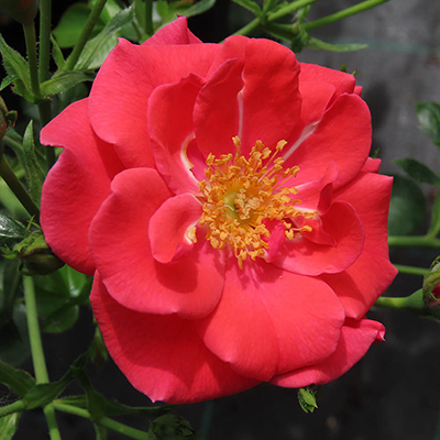 Harkness Roses - Jason's Rose