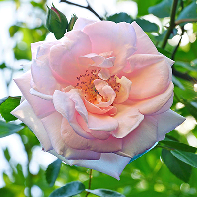 Harkness Roses - Nicola's Rose