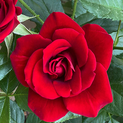 Harkness Roses - David's Rose
