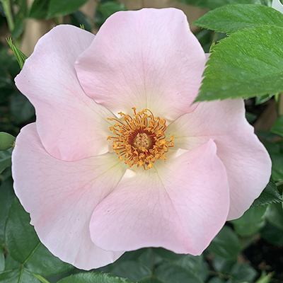 Harkness Rose 'Simple Life' � Climbing