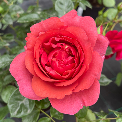 Harkness Rose 'Wonderful World' �