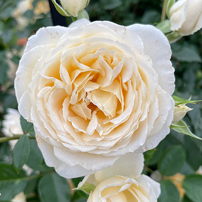 Harkness 'Fab at 30' � Birthday Rose