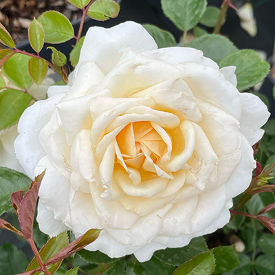 Harkness Rose 'Happy Birthday Cream' �