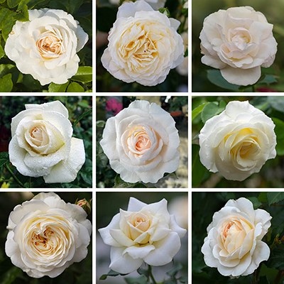 Personalise Your Own Cream Rose