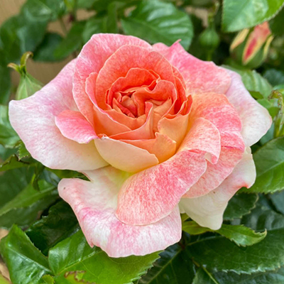 Harkness Rose 'Love From Lucy'