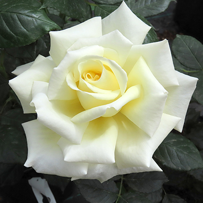 Harkness Rose 'Diamond Days' �