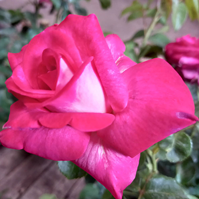 Harkness Rose 'Best Wishes' �