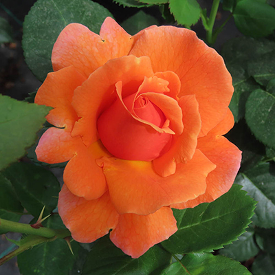 Harkness Roses - Cynthia's Rose
