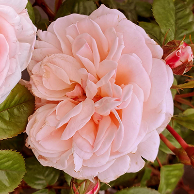 Harkness Roses - Deborah's Rose