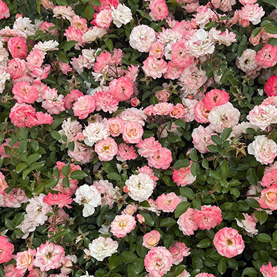 Harkness Rose 'Happy Retirement' �