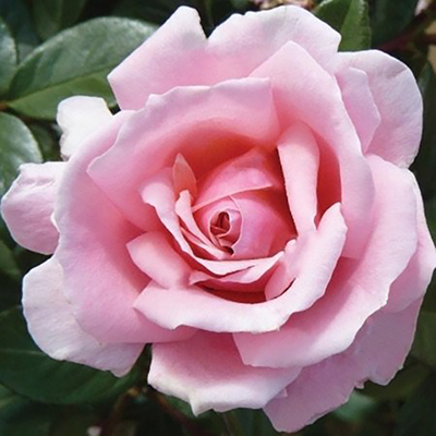 Harkness Roses - Tammy's Rose