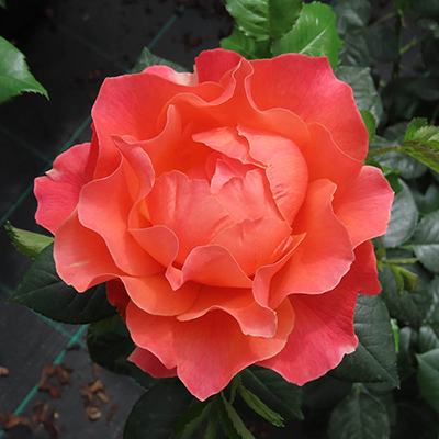 Harkness Roses - Scott's Rose