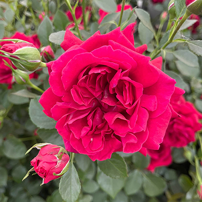 Harkness Rose 'Times Past' �