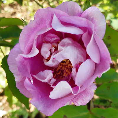 Harkness Rose 'Forget You Not' �