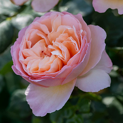 Harkness Roses - Sandra's Rose