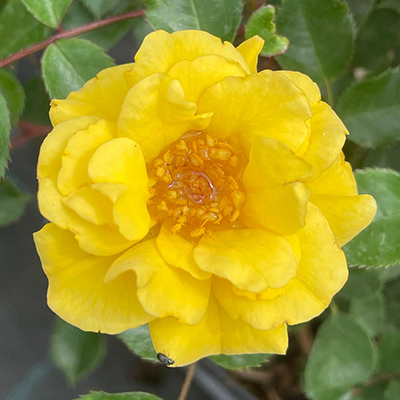 Harkness Rose 'Golden Patio'