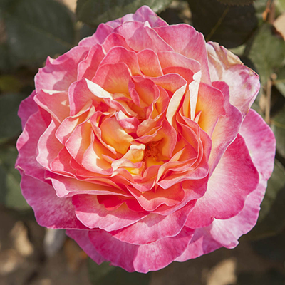 Rose 'Gorgeous'