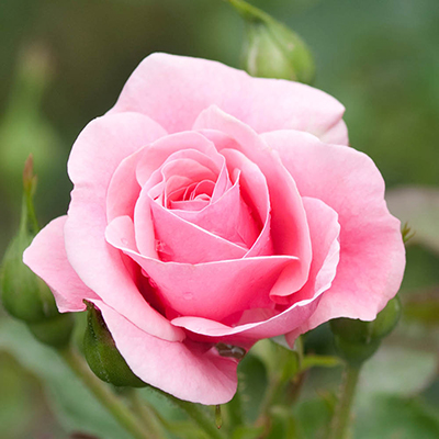 Harkness Roses - Karen's Rose