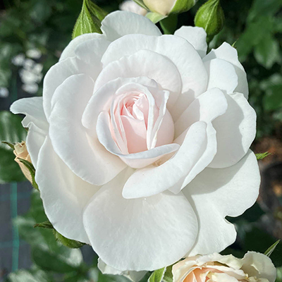 Harkness Rose 'Silver Wedding 25th Anniversary' �