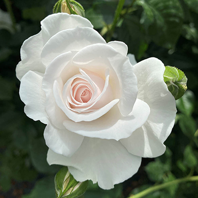 Harkness Roses - Timothy's Rose