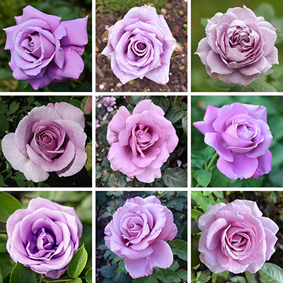 Personalise Your Own Purple Rose