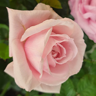 Harkness Rose 'Happy Wedding Anniversary' �