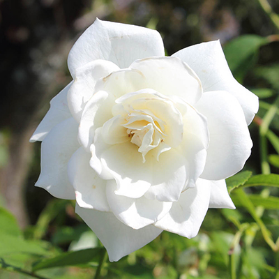Rose 'Snow White'