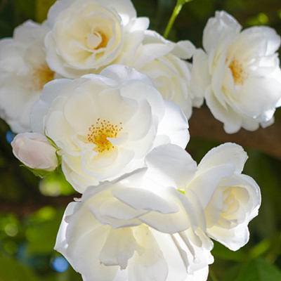Harkness Roses - Laura's Rose