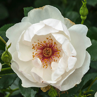 Harkness Rose 'Jacqueline Du Pre' �