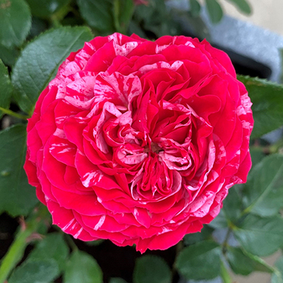 Rose 'Konstantina Freska'