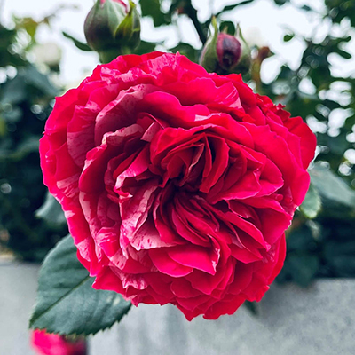 Rose 'Duke of Edinburgh'
