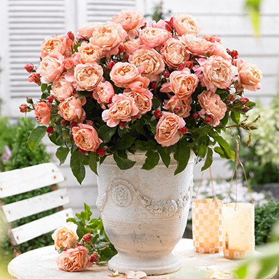 Harkness Rose 'Marie Curie'