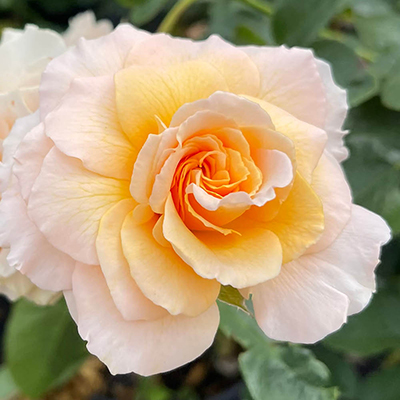 Harkness Rose 'Marjorie Marshall'