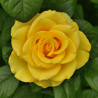 Harkness Rose 'Happy Birthday Yellow' �