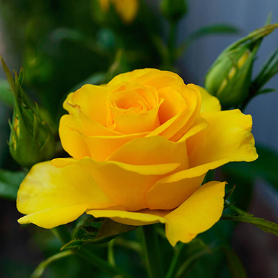 Harkness Rose 'You Are My Sunshine' �