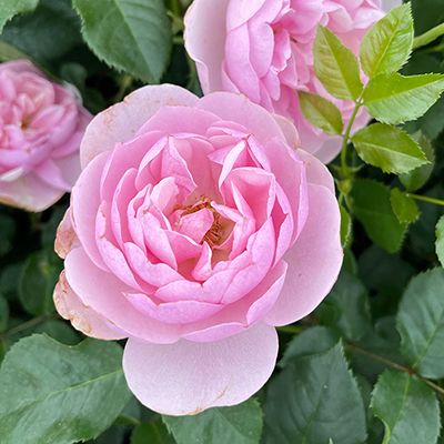 Harkness Rose 'To My Wonderful Wife' �