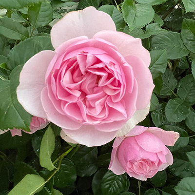 Harkness 'Fab at 90' � Birthday Rose