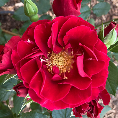 Harkness Rose 'Paisley Abbey'