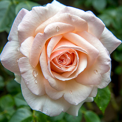 Harkness Rose 'Pearl Abundance'