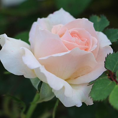 Harkness Rose 'Precious Child'