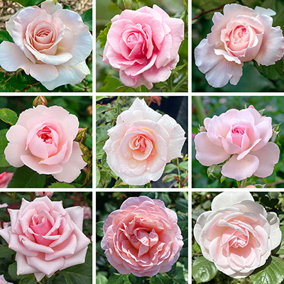 Personalise Your Own Pale Pink Rose