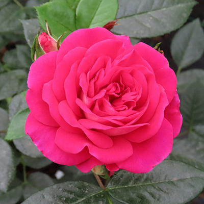 Harkness Roses - Barbara's Rose