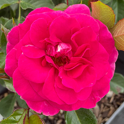 Harkness Rose 'Precious Lives'