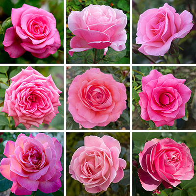 Personalise Your Own Pink Rose