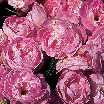 Harkness Rose 'Pearl Wedding 30th Anniversary' �