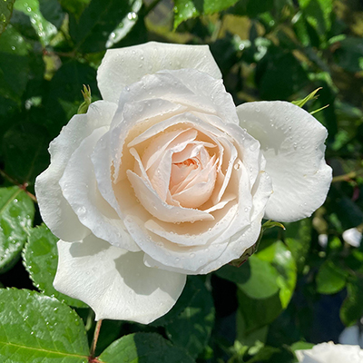 Harkness Rose 'Cotton Wedding 2nd Anniversary' �