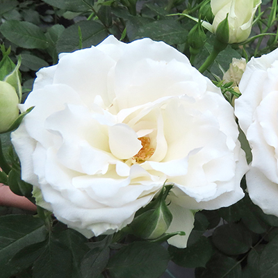 Harkness Rose 'Your Wedding Day' �